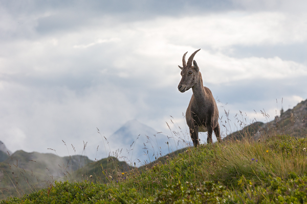 Alpensteinbock - Capra ibex, Paarhufer, Wiederkaeuer, Horntraeger, Ziegenartige, Ziegen, Capra, Bovidae, Ruminantia, Artiodactyla, Gemeiner Steinbock, Alpen, Schweiz, Berner Oberland, Steingeiß, Kitz, Geiß, Bock, Steinbock