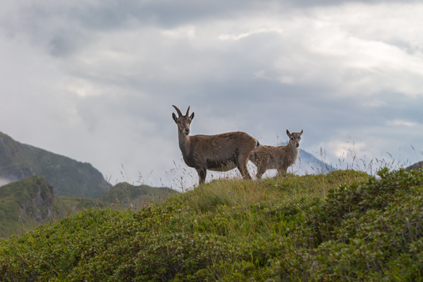 Alpensteinbock - Capra ibex, Paarhufer, Wiederkaeuer, Horntraeger, Ziegenartige, Ziegen, Capra, Bovidae, Ruminantia, Artiodactyla, Gemeiner Steinbock, Alpen, Schweiz, Berner Oberland, Steingeiß, Kitz, Geiß, Bock, Steinbock