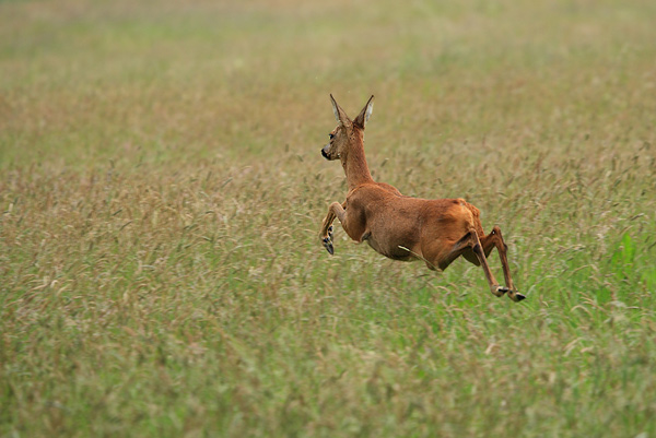 Reh - Capreolus capreolus