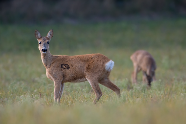 Reh - Capreolus capreolus