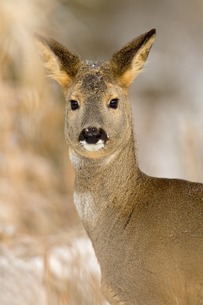 Reh - Capreolus capreolus - Sachsen -Grimma - Säugetiere 