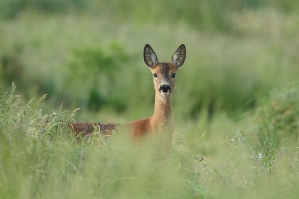 Reh - Capreolus capreolus Rehe Ricke Muldental Grimma Saeugetiere 