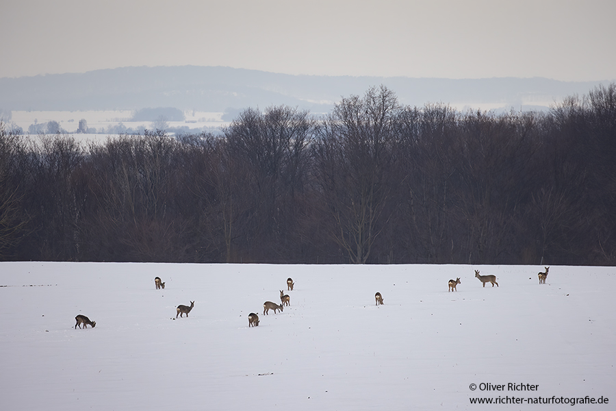 Reh - Capreolus capreolus Rehe Ricke Muldental Grimma Saeugetiere, Sprung, Rehsprung, Winter