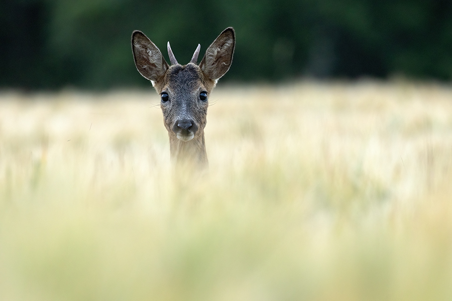 Reh - Capreolus capreolus Rehe Ricke Muldental Grimma Saeugetiere, Sprung, Rehsprung, Winter