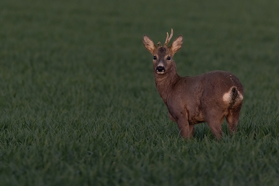 Reh - Capreolus capreolus Rehe Ricke Muldental Grimma Saeugetiere, Sprung, Rehsprung, Winter