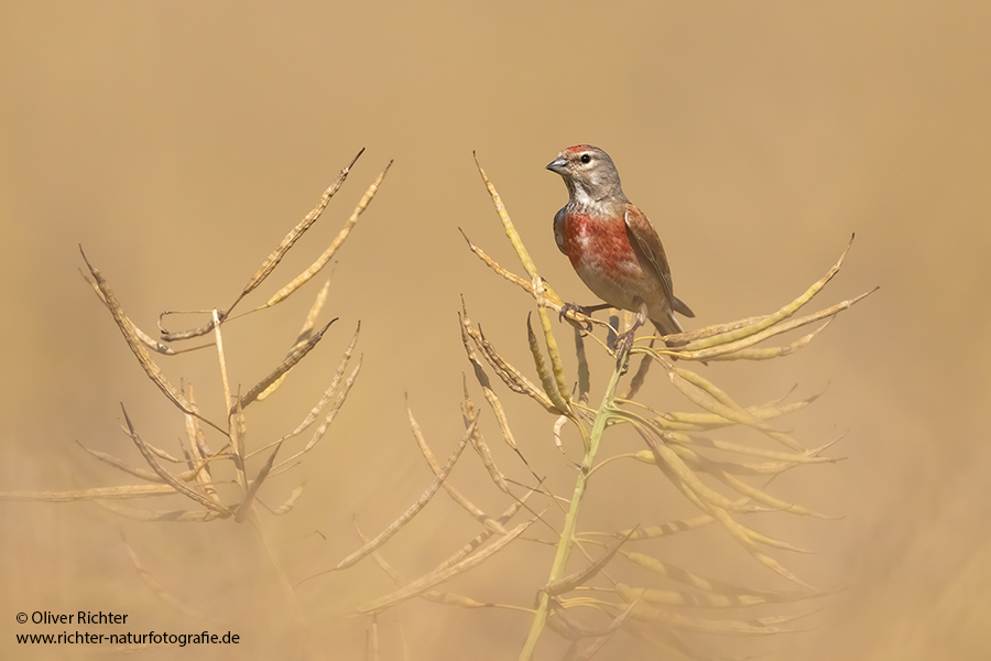 Bluthaenfling - Carduelis cannabina Voegel Maennchen Singvoegel Sperlingsvoegel Stieglitzartige Finken Zeisige Flachsfink Haenfling