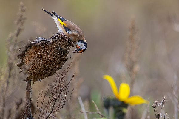 Stieglitz - Carduelis carduelis, Singvoegel, Sachsen, Grimma, Zeisige, Finken, Distelfink, Voegel, Sperlingsvögel, Vogel des Jahres 2016
