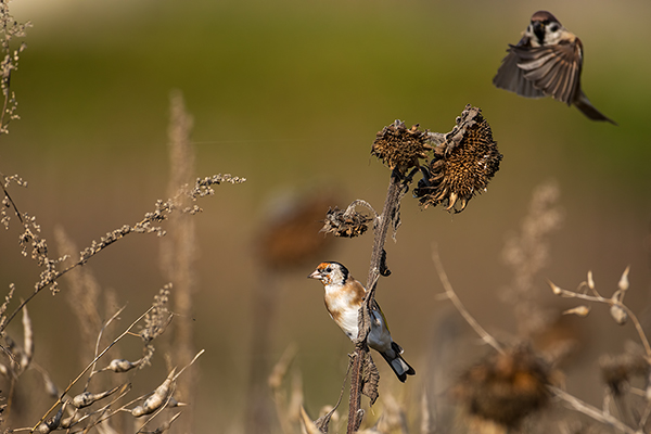 Stieglitz - Carduelis carduelis, Singvoegel, Sachsen, Grimma, Zeisige, Finken, Distelfink, Voegel, Sperlingsvögel, Vogel des Jahres 2016