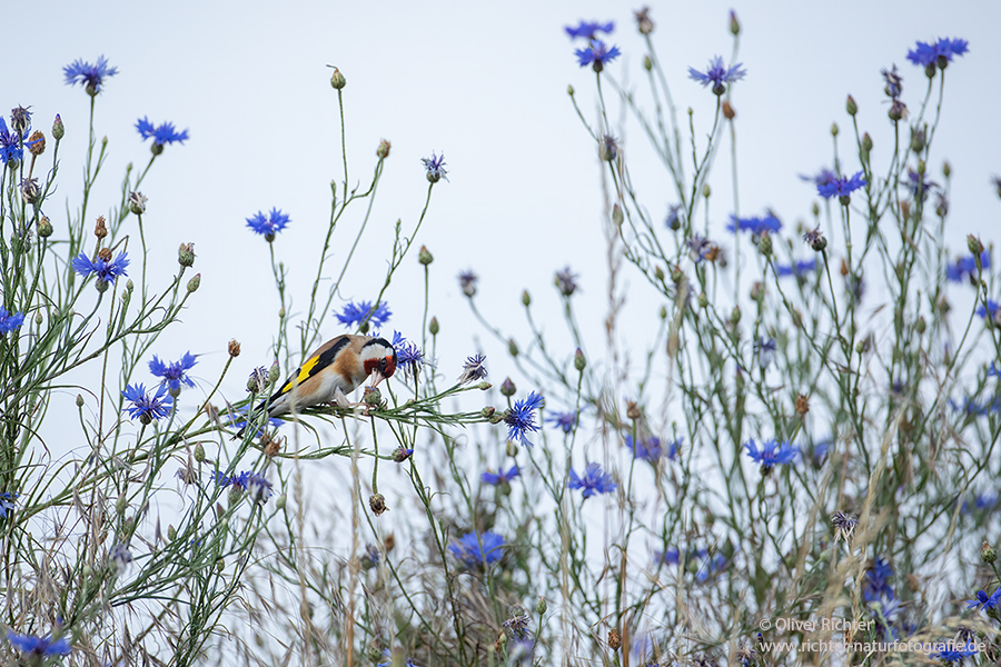 Stieglitz - Carduelis carduelis, Singvoegel, Sachsen, Grimma, Zeisige, Finken, Distelfink, Voegel, Sperlingsvögel, Vogel des Jahres 2016