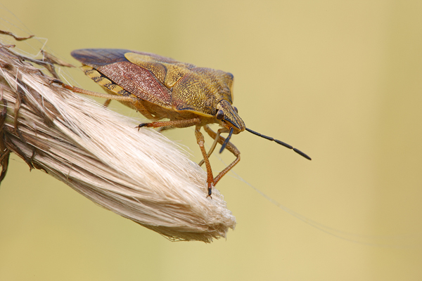 Noerdliche Fruchtwanze - Carpocoris fuscispinus 