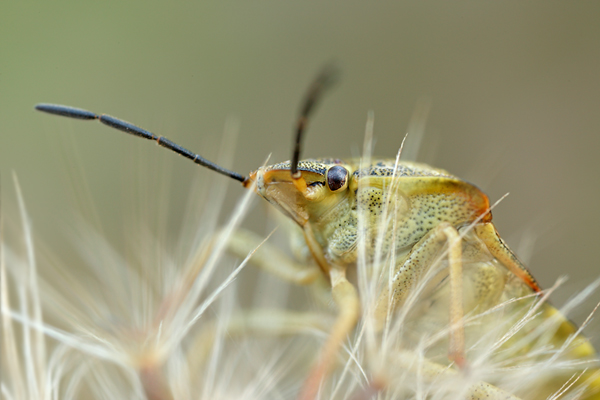 Noerdliche Fruchtwanze - Carpocoris fuscispinus 