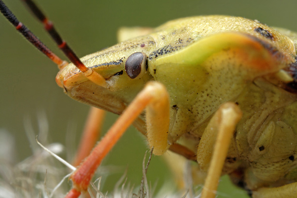 Noerdliche Fruchtwanze - Carpocoris fuscispinus 