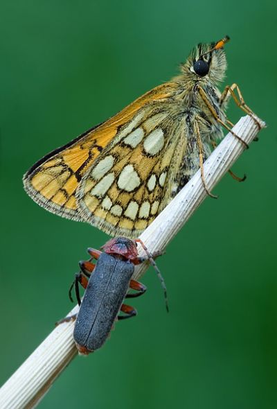 Gelbwuerfeliger Dickkopffalter - Carterocephalus palaemon
