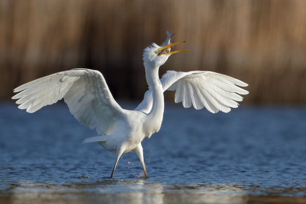Silberreiher - Casmerodius albus Tagreiher Schreitvoegel Sachsen