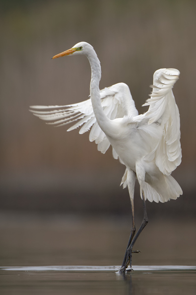 Silberreiher - Casmerodius albus Tagreiher Schreitvoegel Sachsen