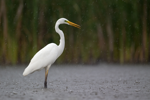 Silberreiher - Casmerodius albus Tagreiher Schreitvoegel Sachsen