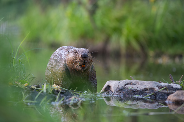 Biber - Castor fiber Biber Muldental Grimma Sachsen Biber in Sachsen Saeugetiere Europaeischer Biber richter-naturfotografie.de Sachsen Muldebiber Nagetiere Biberburg Fraßspuren Biberdamm Damm Jungbiber Biberverwandte