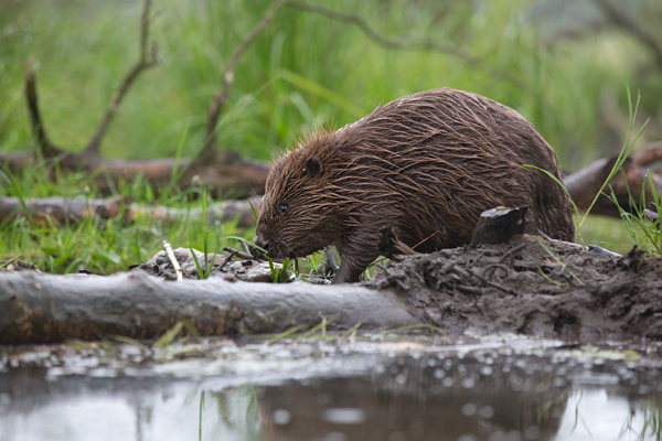 Biber - Castor fiber Biber Muldental Grimma Sachsen Biber in Sachsen Saeugetiere Europaeischer Biber richter-naturfotografie.de Sachsen Muldebiber Nagetiere Biberburg Fraßspuren Biberdamm Damm Jungbiber Biberverwandte
