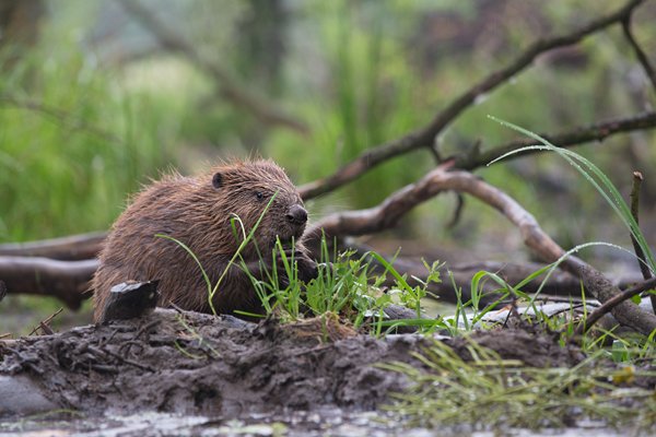 Biber - Castor fiber Biber Muldental Grimma Sachsen Biber in Sachsen Saeugetiere Europaeischer Biber richter-naturfotografie.de Sachsen Muldebiber Nagetiere Biberburg Fraßspuren Biberdamm Damm Jungbiber Biberverwandte