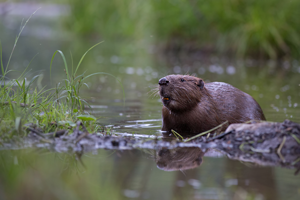 Elbebiber Biber - Castor fiber Biber Muldental Grimma Sachsen Biber in Sachsen Saeugetiere Europaeischer Biber richter-naturfotografie.de Sachsen Muldebiber Nagetiere Biberburg Fraßspuren Biberdamm Damm Jungbiber Biberverwandte