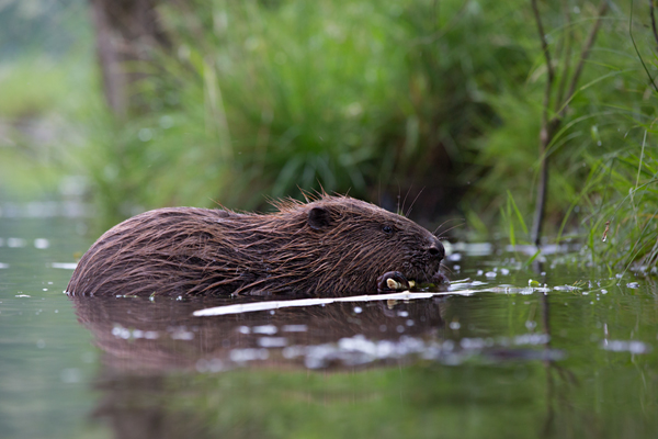 Elbebiber Biber - Castor fiber Biber Muldental Grimma Sachsen Biber in Sachsen Saeugetiere Europaeischer Biber richter-naturfotografie.de Sachsen Muldebiber Nagetiere Biberburg Fraßspuren Biberdamm Damm Jungbiber Biberverwandte