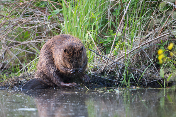 Elbebiber Biber - Castor fiber Biber Muldental Grimma Sachsen Biber in Sachsen Saeugetiere Europaeischer Biber richter-naturfotografie.de Sachsen Muldebiber Nagetiere Biberburg Fraßspuren Biberdamm Damm Jungbiber Biberverwandte