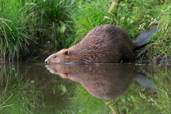 Elbebiber Biber - Castor fiber Biber Muldental Grimma Sachsen Biber in Sachsen Saeugetiere Europaeischer Biber richter-naturfotografie.de Sachsen Muldebiber Nagetiere Biberburg Fraßspuren Biberdamm Damm Jungbiber Biberverwandte