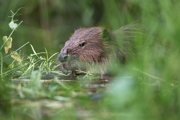 Elbebiber Biber - Castor fiber Biber Muldental Grimma Sachsen Biber in Sachsen Saeugetiere Europaeischer Biber richter-naturfotografie.de Sachsen Muldebiber Nagetiere Biberburg Fraßspuren Biberdamm Damm Jungbiber Biberverwandte