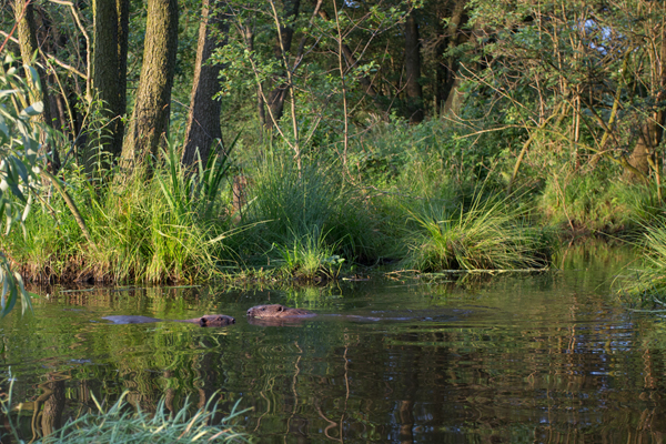 Elbebiber Biber - Castor fiber Biber Muldental Grimma Sachsen Biber in Sachsen Saeugetiere Europaeischer Biber richter-naturfotografie.de Sachsen Muldebiber Nagetiere Biberburg Fraßspuren Biberdamm Damm Jungbiber Biberverwandte