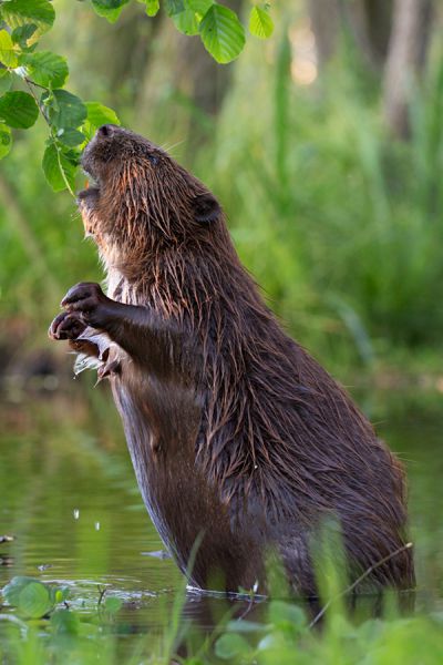 Elbebiber Biber - Castor fiber Biber Muldental Grimma Sachsen Biber in Sachsen Saeugetiere Europaeischer Biber richter-naturfotografie.de Sachsen Muldebiber Nagetiere Biberburg Fraßspuren Biberdamm Damm Jungbiber Biberverwandte
