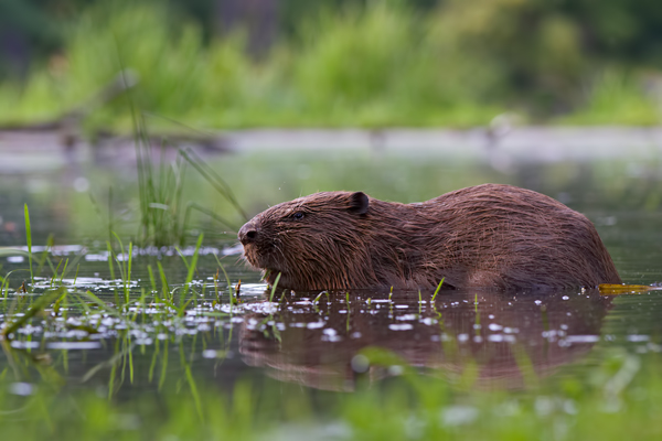 Elbebiber Biber - Castor fiber Biber Muldental Grimma Sachsen Biber in Sachsen Saeugetiere Europaeischer Biber richter-naturfotografie.de Sachsen Muldebiber Nagetiere Biberburg Fraßspuren Biberdamm Damm Jungbiber Biberverwandte