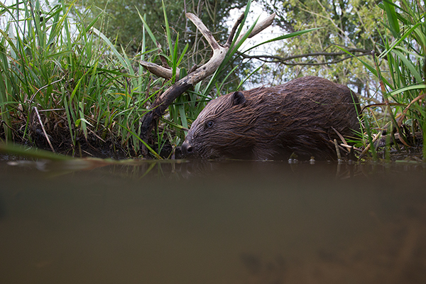 Elbebiber Biber - Castor fiber Biber Muldental Grimma Sachsen Biber in Sachsen Saeugetiere Europaeischer Biber richter-naturfotografie.de Sachsen Muldebiber Nagetiere Biberburg Fraßspuren Biberdamm Damm Jungbiber Biberverwandte