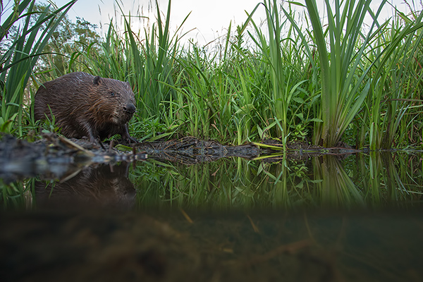 Elbebiber Biber - Castor fiber Biber Muldental Grimma Sachsen Biber in Sachsen Saeugetiere Europaeischer Biber richter-naturfotografie.de Sachsen Muldebiber Nagetiere Biberburg Fraßspuren Biberdamm Damm Jungbiber Biberverwandte