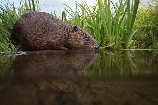 Elbebiber Biber - Castor fiber Biber Muldental Grimma Sachsen Biber in Sachsen Saeugetiere Europaeischer Biber richter-naturfotografie.de Sachsen Muldebiber Nagetiere Biberburg Fraßspuren Biberdamm Damm Jungbiber Biberverwandte