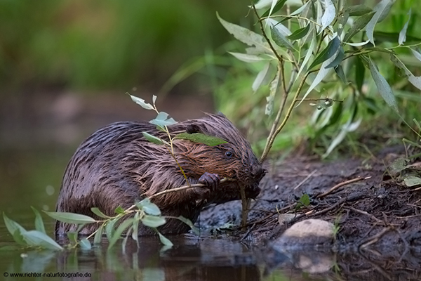 Elbebiber Biber - Castor fiber Biber Muldental Grimma Sachsen Biber in Sachsen Saeugetiere Europaeischer Biber richter-naturfotografie.de Sachsen Muldebiber Nagetiere Biberburg Fraßspuren Biberdamm Damm Jungbiber Biberverwandte Jungbiber junger Biber