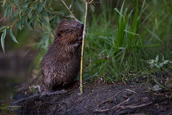 Elbebiber Biber - Castor fiber Biber Muldental Grimma Sachsen Biber in Sachsen Saeugetiere Europaeischer Biber richter-naturfotografie.de Sachsen Muldebiber Nagetiere Biberburg Fraßspuren Biberdamm Damm Jungbiber Biberverwandte Jungbiber junger Biber