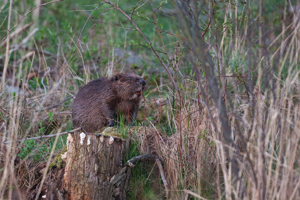 Biber - Castor fiber Biber Muldental Grimma Sachsen Biber in Sachsen Saeugetiere Europaeischer Biber richter-naturfotografie.de Sachsen Muldebiber Nagetiere Biberburg Fraßspuren Biberdamm Damm Jungbiber Biberverwandte Jungbiber junger Biber Elbebiber