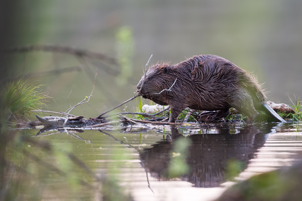 Biber - Castor fiber Biber Muldental Grimma Sachsen Biber in Sachsen Saeugetiere Europaeischer Biber richter-naturfotografie.de Sachsen Muldebiber Nagetiere Biberburg Fraßspuren Biberdamm Damm Jungbiber Biberverwandte Jungbiber junger Biber Elbebiber