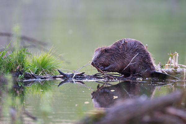 Biber - Castor fiber Biber Muldental Grimma Sachsen Biber in Sachsen Saeugetiere Europaeischer Biber richter-naturfotografie.de Sachsen Muldebiber Nagetiere Biberburg Fraßspuren Biberdamm Damm Jungbiber Biberverwandte Jungbiber junger Biber Elbebiber