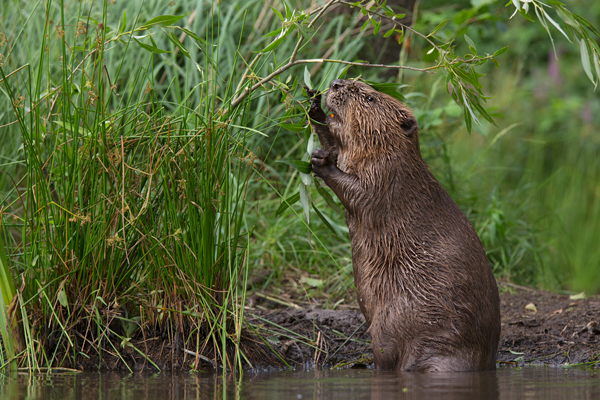 Biber - Castor fiber Biber Muldental Grimma Sachsen Biber in Sachsen Saeugetiere Europaeischer Biber richter-naturfotografie.de Sachsen Muldebiber Nagetiere Biberburg Fraßspuren Biberdamm Damm Jungbiber Biberverwandte Jungbiber junger Biber Elbebiber