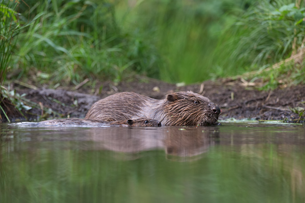 Biber - Castor fiber Biber Muldental Grimma Sachsen Biber in Sachsen Saeugetiere Europaeischer Biber richter-naturfotografie.de Sachsen Muldebiber Nagetiere Biberburg Fraßspuren Biberdamm Damm Jungbiber Biberverwandte Jungbiber junger Biber Elbebiber