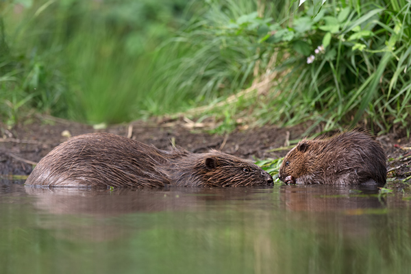 Biber - Castor fiber Biber Muldental Grimma Sachsen Biber in Sachsen Saeugetiere Europaeischer Biber richter-naturfotografie.de Sachsen Muldebiber Nagetiere Biberburg Fraßspuren Biberdamm Damm Jungbiber Biberverwandte Jungbiber junger Biber Elbebiber