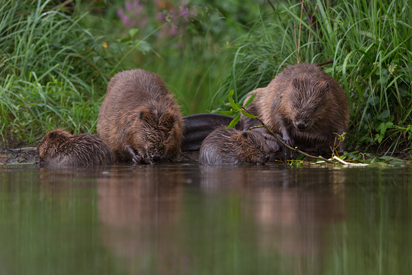 Biber - Castor fiber Biber Muldental Grimma Sachsen Biber in Sachsen Saeugetiere Europaeischer Biber richter-naturfotografie.de Sachsen Muldebiber Nagetiere Biberburg Fraßspuren Biberdamm Damm Jungbiber Biberverwandte Jungbiber junger Biber Elbebiber