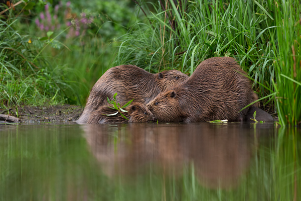 Biber - Castor fiber Biber Muldental Grimma Sachsen Biber in Sachsen Saeugetiere Europaeischer Biber richter-naturfotografie.de Sachsen Muldebiber Nagetiere Biberburg Fraßspuren Biberdamm Damm Jungbiber Biberverwandte Jungbiber junger Biber Elbebiber
