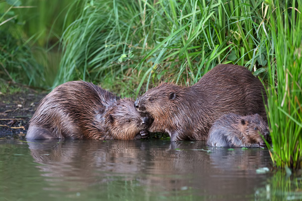 Biber - Castor fiber Biber Muldental Grimma Sachsen Biber in Sachsen Saeugetiere Europaeischer Biber richter-naturfotografie.de Sachsen Muldebiber Nagetiere Biberburg Fraßspuren Biberdamm Damm Jungbiber Biberverwandte Jungbiber junger Biber Elbebiber