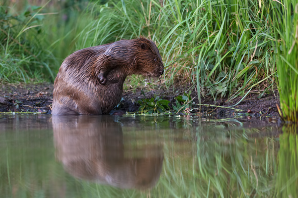 Biber - Castor fiber Biber Muldental Grimma Sachsen Biber in Sachsen Saeugetiere Europaeischer Biber richter-naturfotografie.de Sachsen Muldebiber Nagetiere Biberburg Fraßspuren Biberdamm Damm Jungbiber Biberverwandte Jungbiber junger Biber Elbebiber