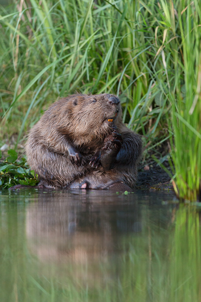 Biber - Castor fiber Biber Muldental Grimma Sachsen Biber in Sachsen Saeugetiere Europaeischer Biber richter-naturfotografie.de Sachsen Muldebiber Nagetiere Biberburg Fraßspuren Biberdamm Damm Jungbiber Biberverwandte Jungbiber junger Biber Elbebiber