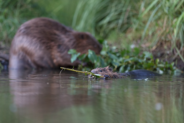 Biber - Castor fiber Biber Muldental Grimma Sachsen Biber in Sachsen Saeugetiere Europaeischer Biber richter-naturfotografie.de Sachsen Muldebiber Nagetiere Biberburg Fraßspuren Biberdamm Damm Jungbiber Biberverwandte Jungbiber junger Biber Elbebiber