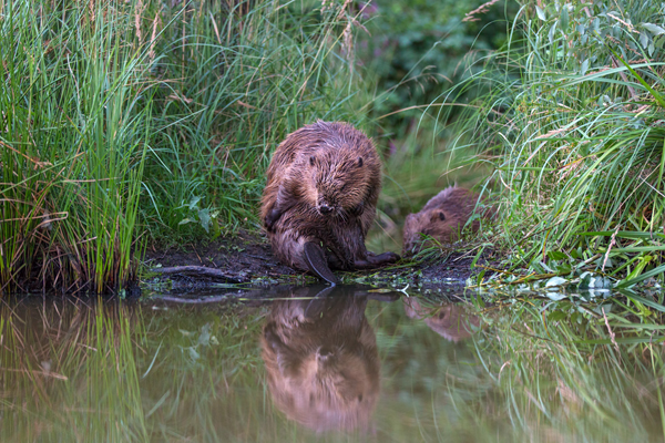 Biber - Castor fiber Biber Muldental Grimma Sachsen Biber in Sachsen Saeugetiere Europaeischer Biber richter-naturfotografie.de Sachsen Muldebiber Nagetiere Biberburg Fraßspuren Biberdamm Damm Jungbiber Biberverwandte Jungbiber junger Biber Elbebiber