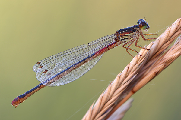 Spaete Adonislibelle - Scharlachlibelle - Zarte Rubinjungfer - Ceriagrion tenellum - Weibchen